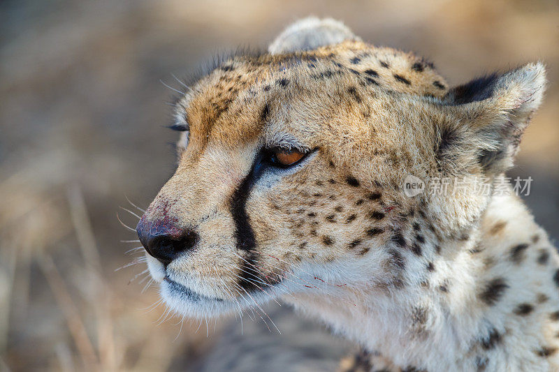 非洲坦桑尼亚塞伦盖蒂国家公园，猎豹