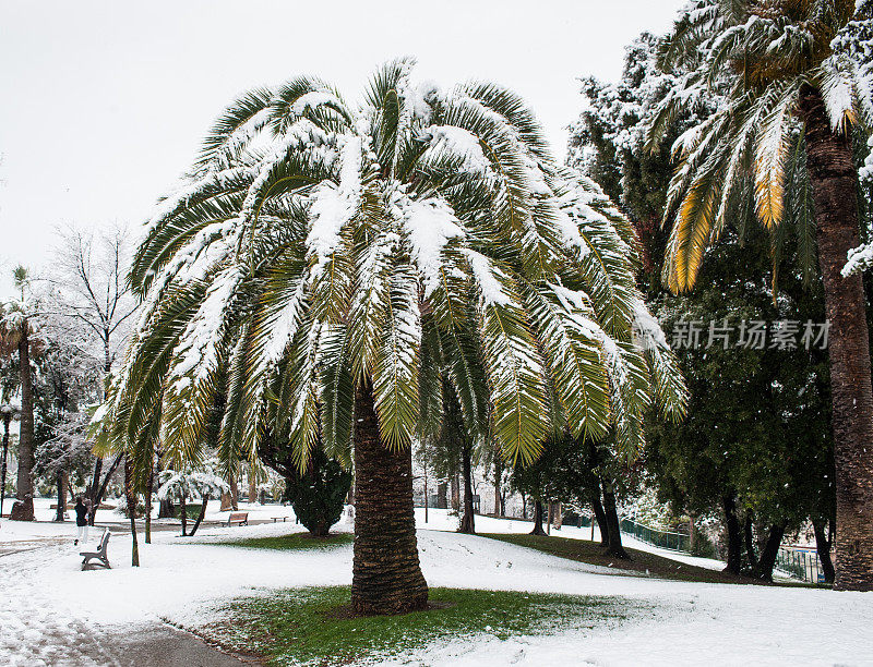 尼斯蔚蓝海岸，棕榈树被雪覆盖