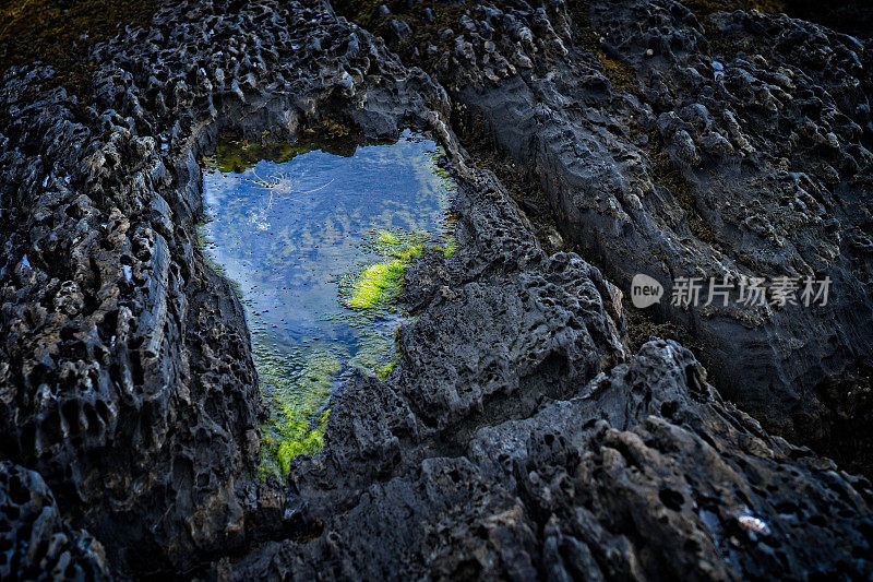 新斯科舍卢嫩堡海岸岩石中的潮汐池。