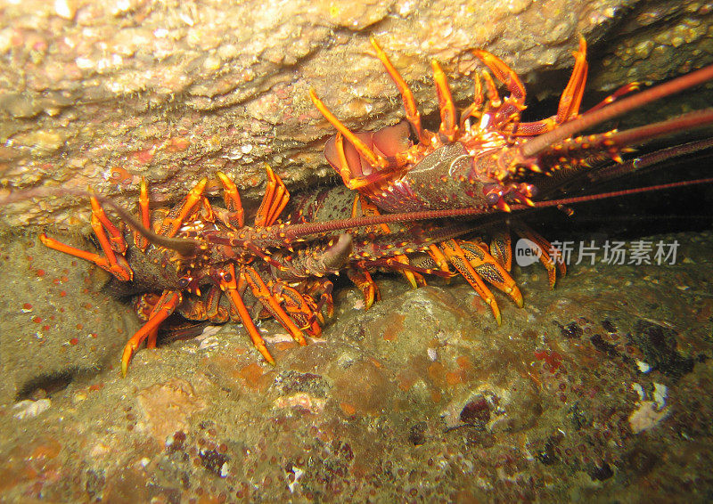 小龙虾——水下