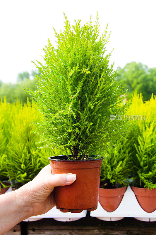 顾客在花园中心苗圃手持一盆植物