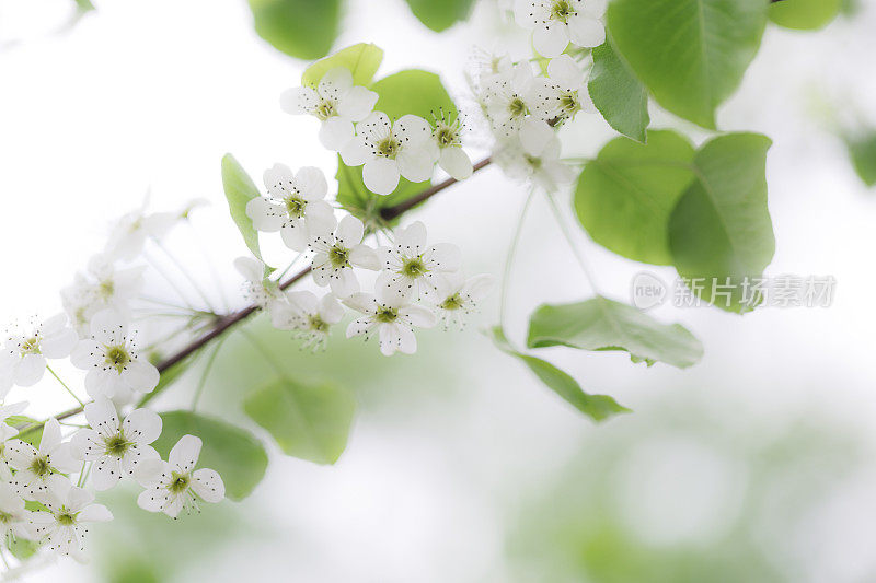 茶红果树