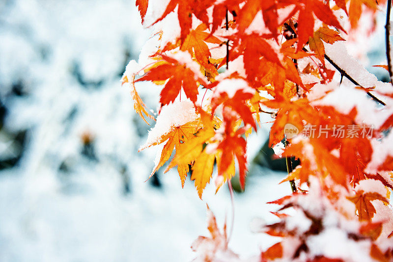 红黄相间的枫叶落满了雪