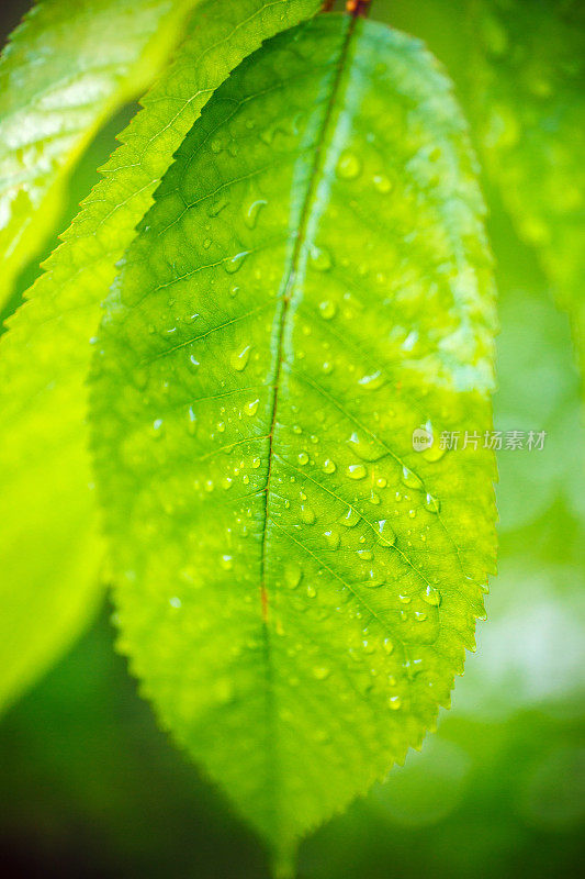 雨滴落在绿叶上