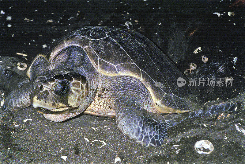 Ostional海龟