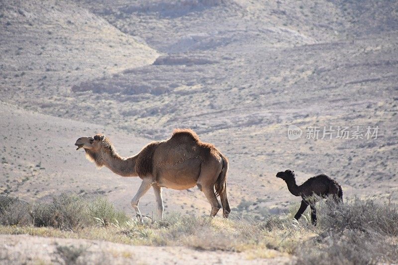 骆驼带着小牛在沙漠中行走