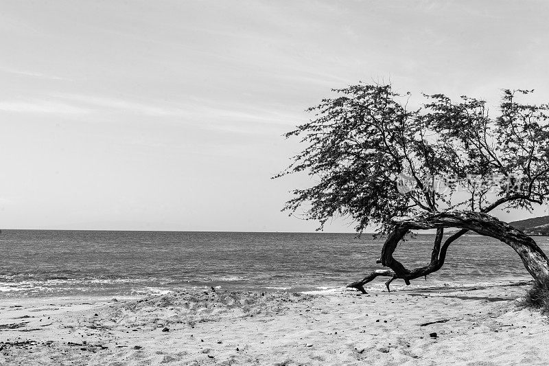 海滩上的树剪影