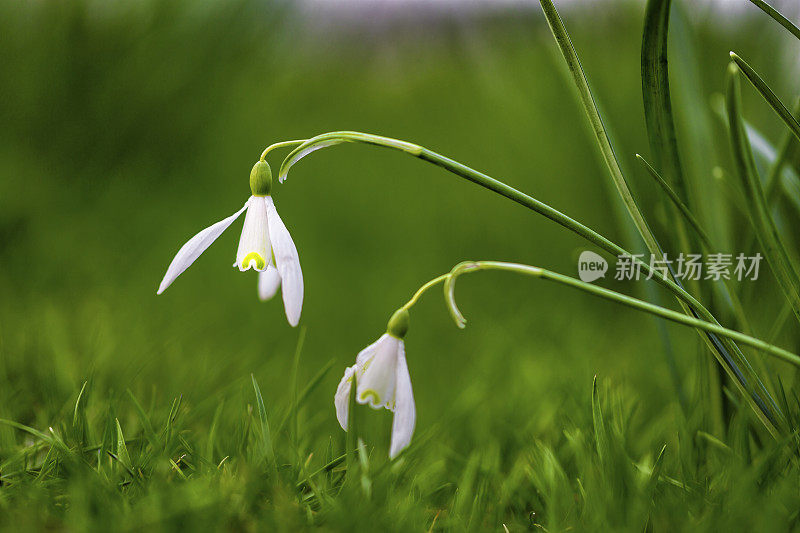 雪花莲