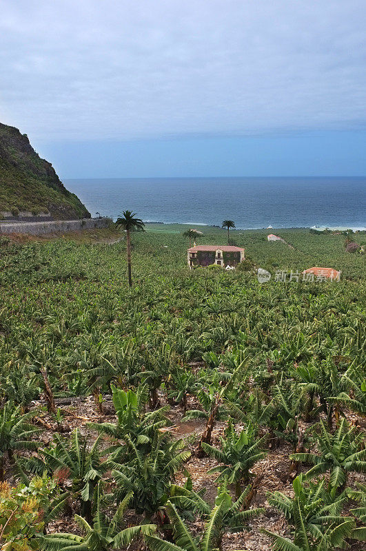 西班牙加那利群岛的香蕉种植园