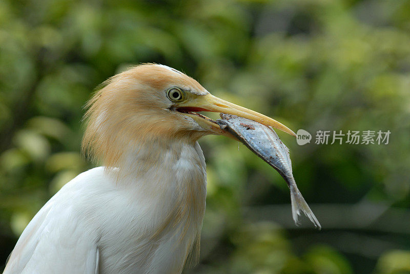 牛背鹭