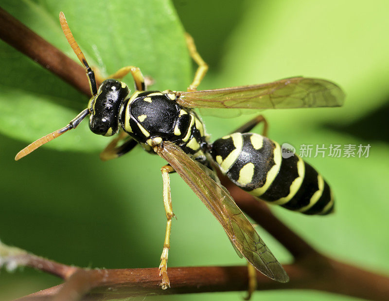 大型昆虫黄夹克黄蜂