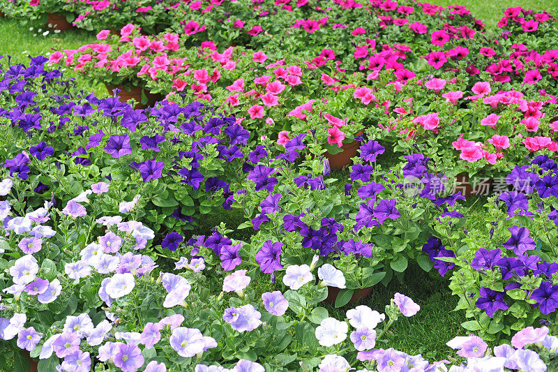 花坛上有紫色和粉红色的矮牵牛花