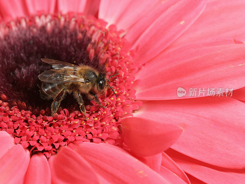 蜜蜂和粉色非洲菊04