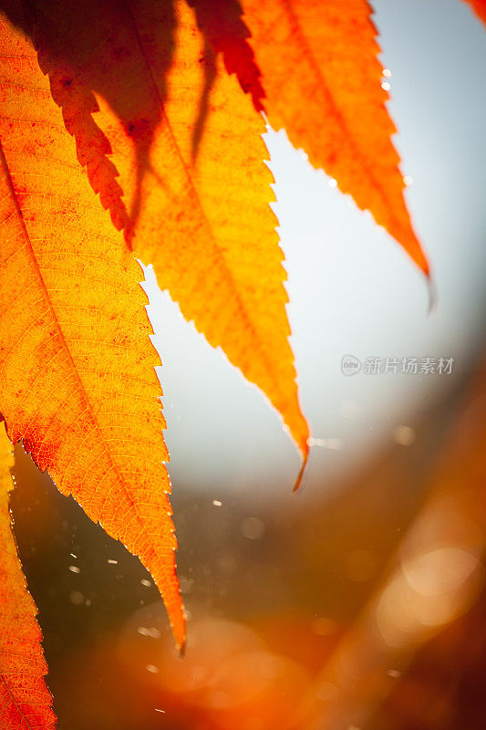 在短暂的暴风雨中，树叶的特写。