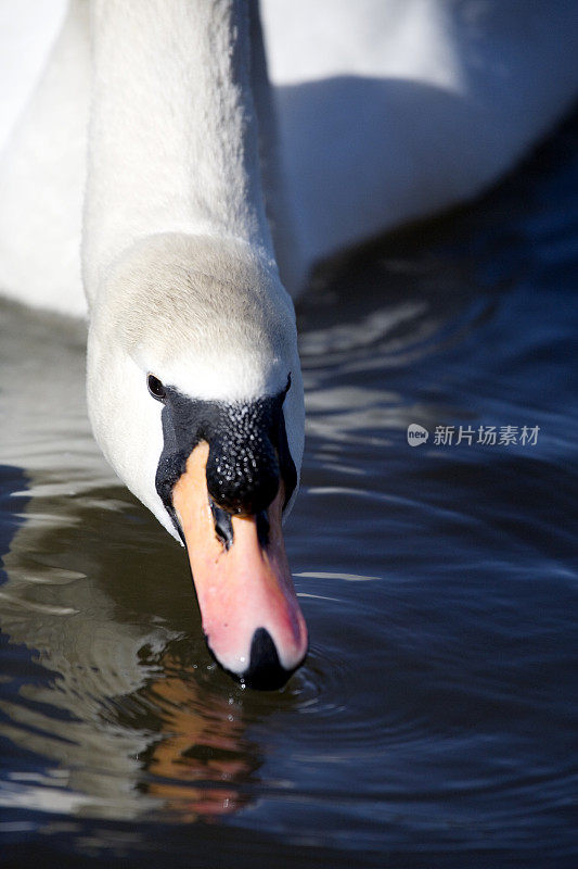 特写天鹅头