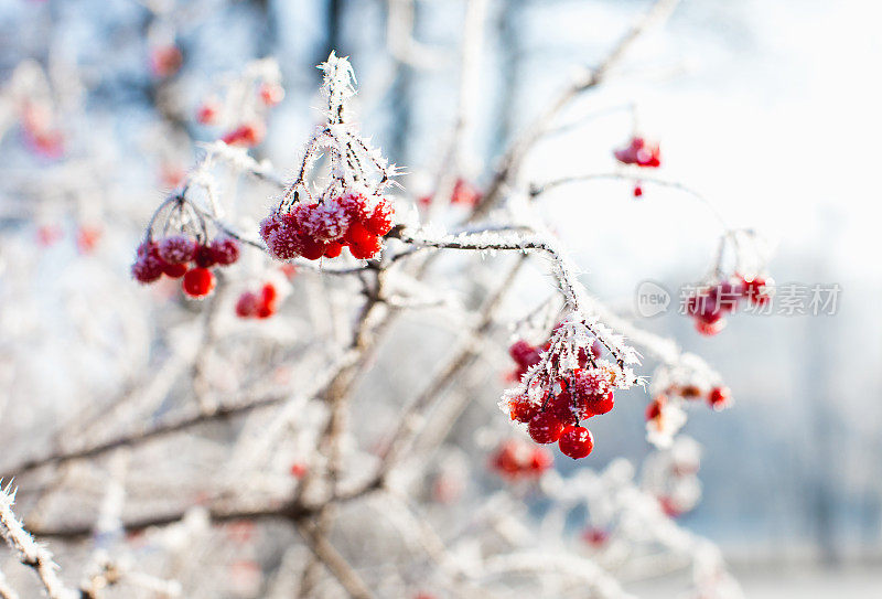 白雪覆盖的红浆果的特写