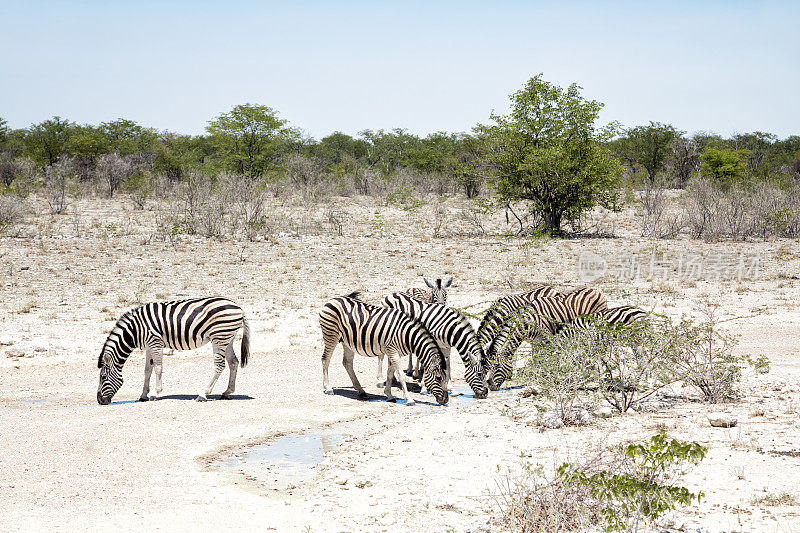 斑马饮酒，Etosha，纳米比亚