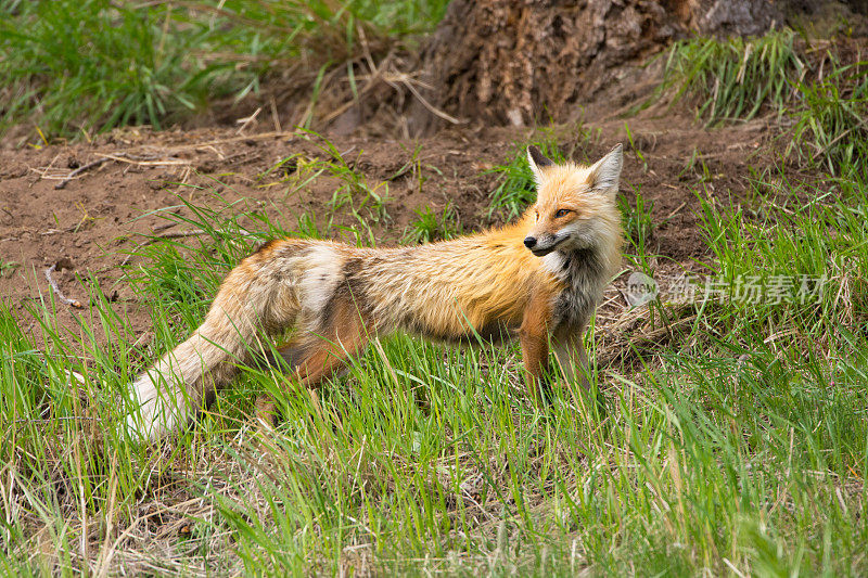 红狐狸-黄石国家公园