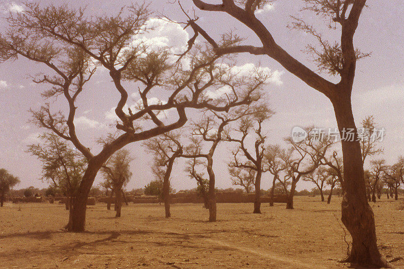 西非布基纳法索萨赫勒农业区村庄的金合欢树