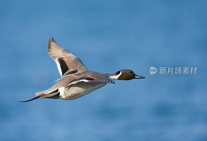 飞行中的北方Pintail