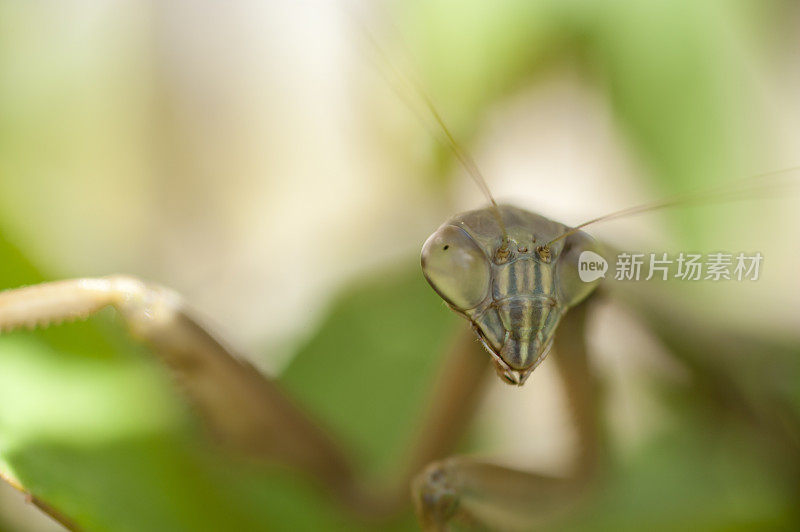 螳螂脸的极端特写