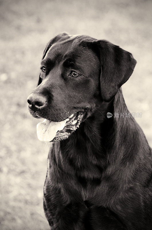 一只黑色拉布拉多犬的肖像