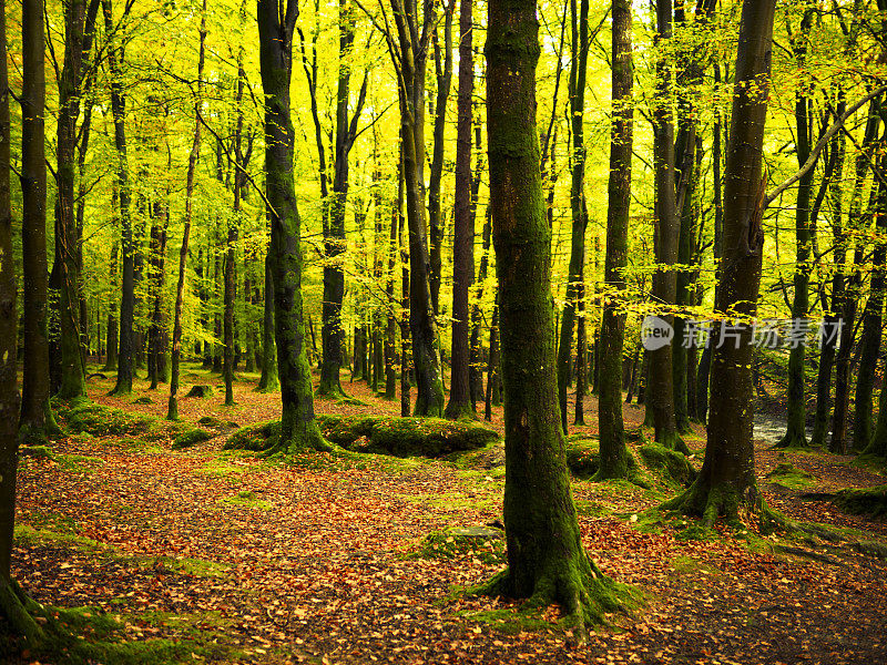 秋天森林中的山毛榉树