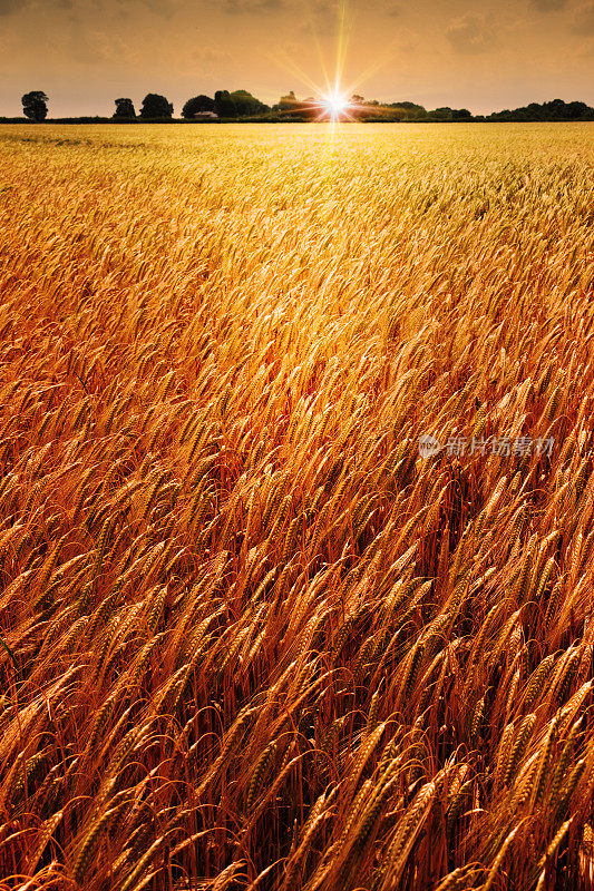 日落时的冬大麦