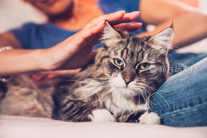 一个女人和她的西伯利亚猫在沙发上休息