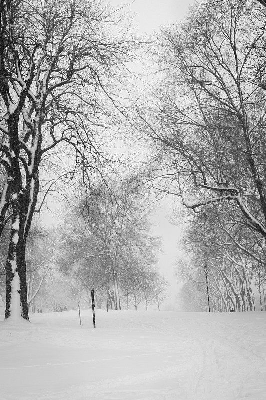 公园里的暴风雪，垂直的。