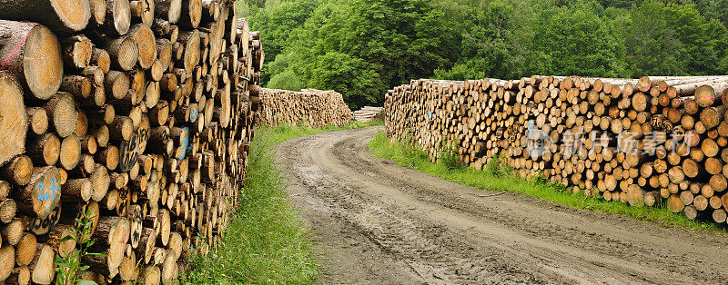 沿着穿过森林的土路，成堆的木材