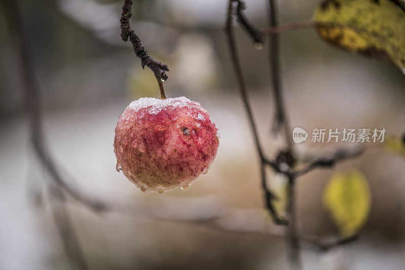 雪红苹果