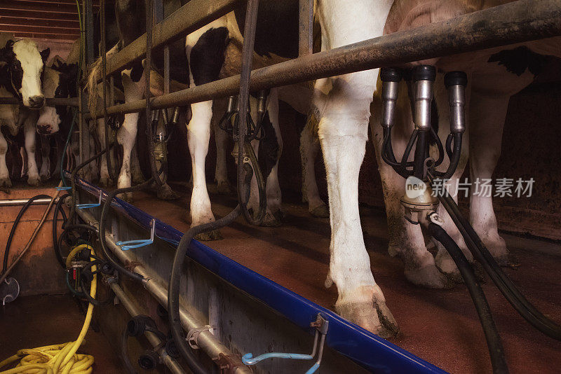 挤奶棚里的荷斯坦奶牛。
