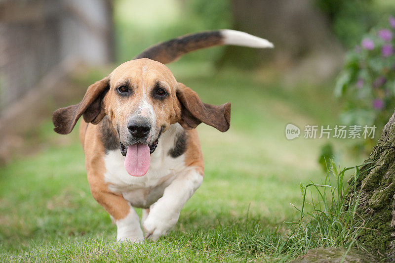 巴吉度猎犬弗雷德