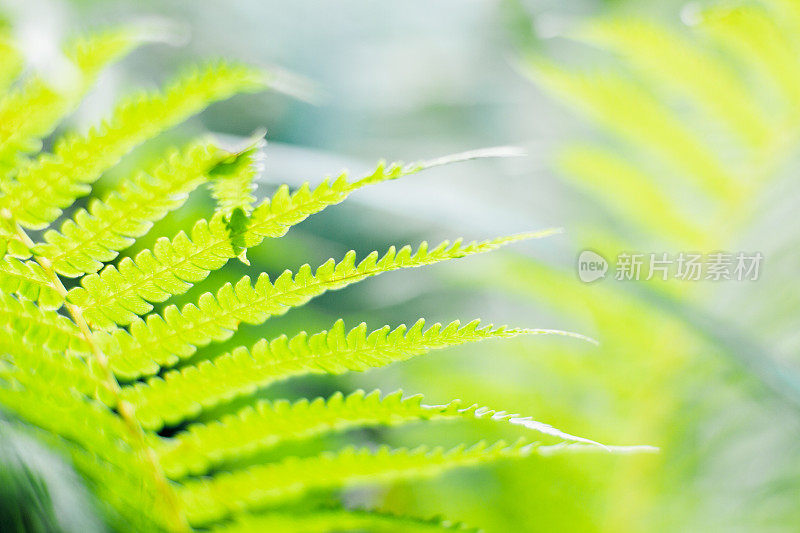 蕨类植物的叶子