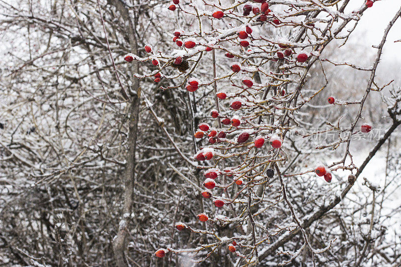 美丽的红玫瑰臀部在冬天霜冻