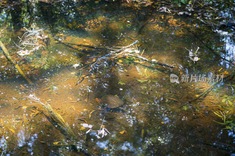 南卡罗来纳州希尔顿海德沼泽里的啮龟