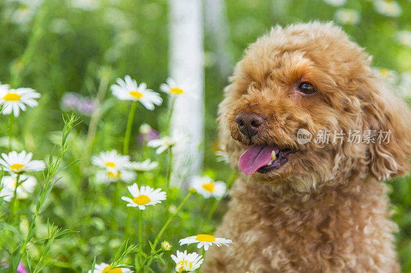 贵宾犬