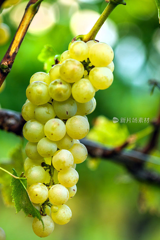 欧洲葡萄园的白雷司令葡萄，斯洛文尼亚