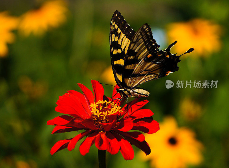 黄色燕尾蝶在红花上