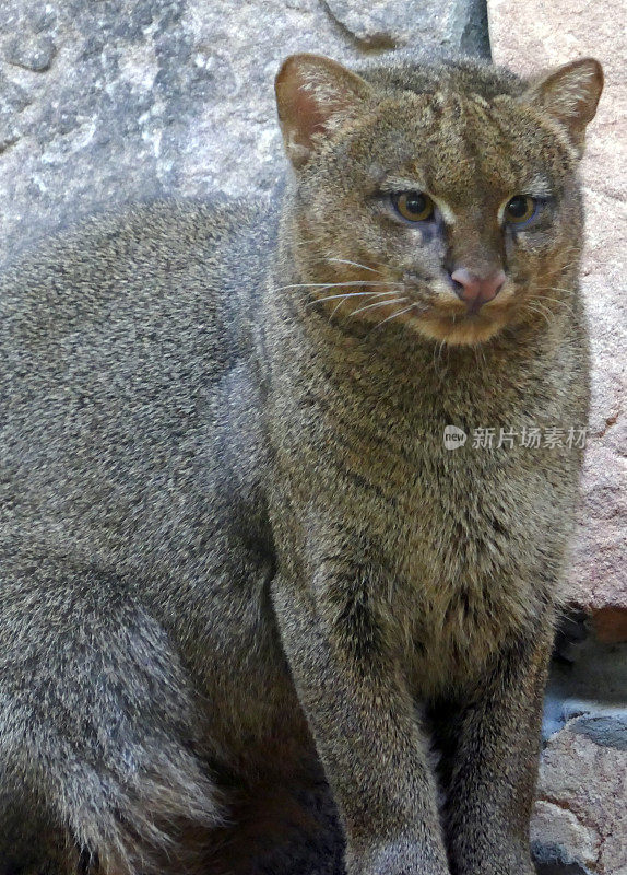 Jaguarundi野猫