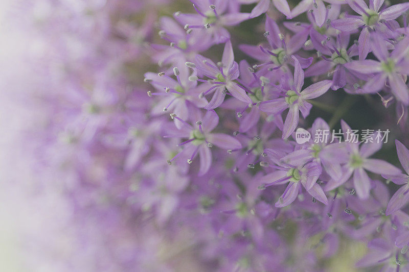 葱属植物的花