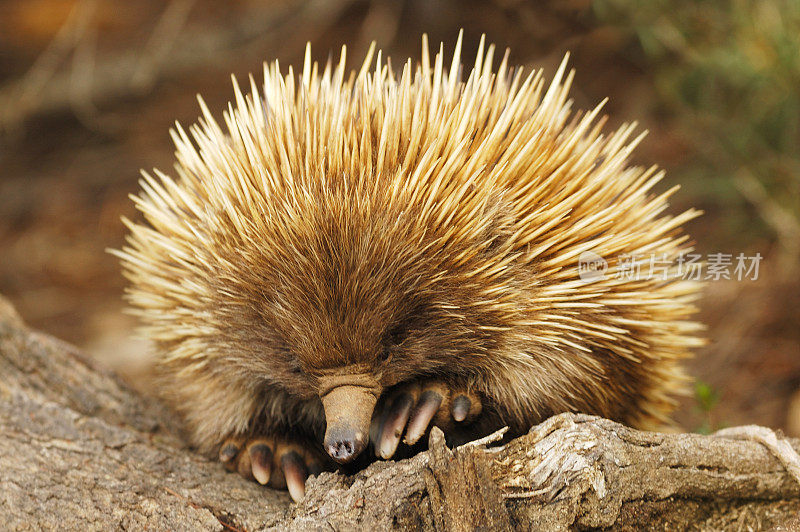 澳大利亚弗林德斯蔡斯国家公园的短喙针鼹(尖舌针鼹)