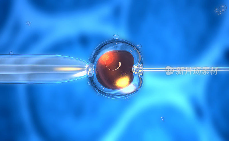 人工授精或卵子受精的3D渲染
