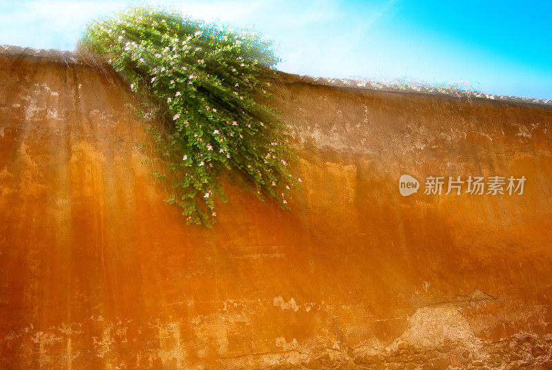意大利:开花的刺山柑在橙墙，阳光