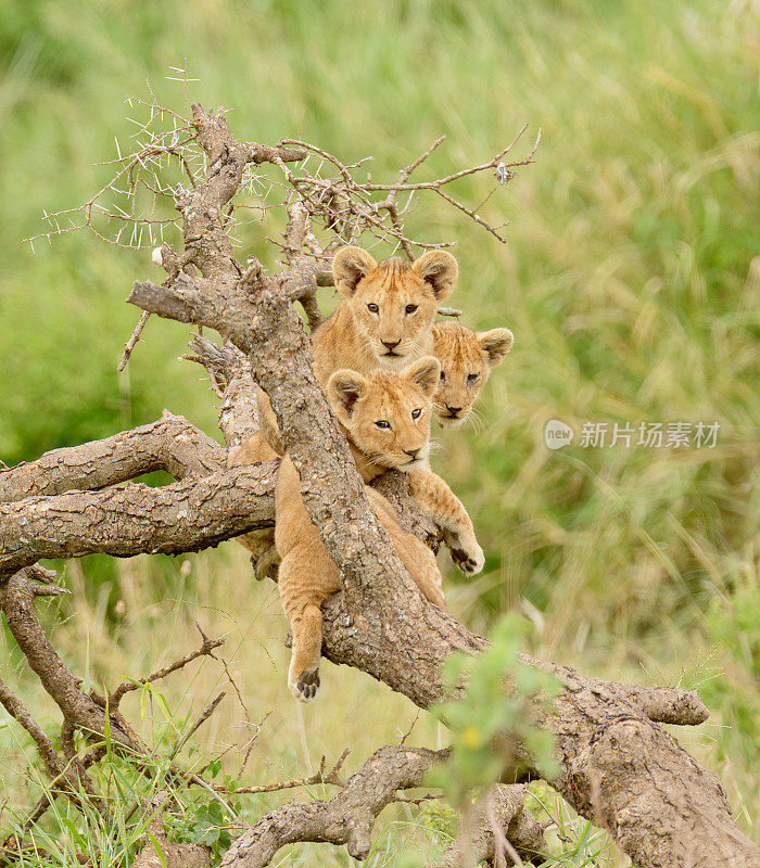 狮子的幼崽爬上了树