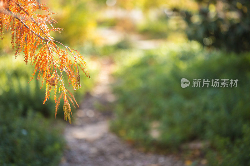 秋天的叶子与橙色针反对柔软和梦幻模糊的背景与一条道路领先