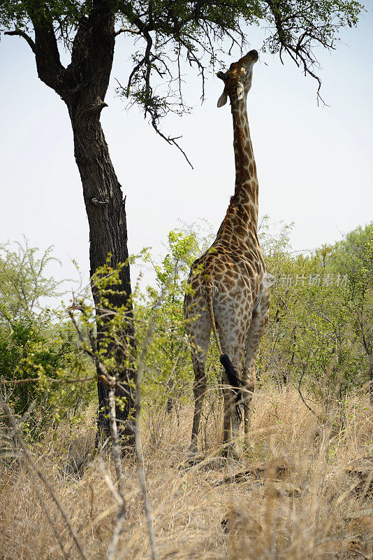 长颈鹿，克鲁格国家公园，南非