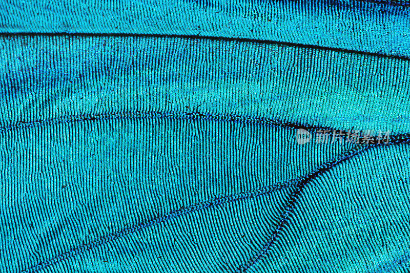 抽象蓝色纹理的蝴蝶翅膀