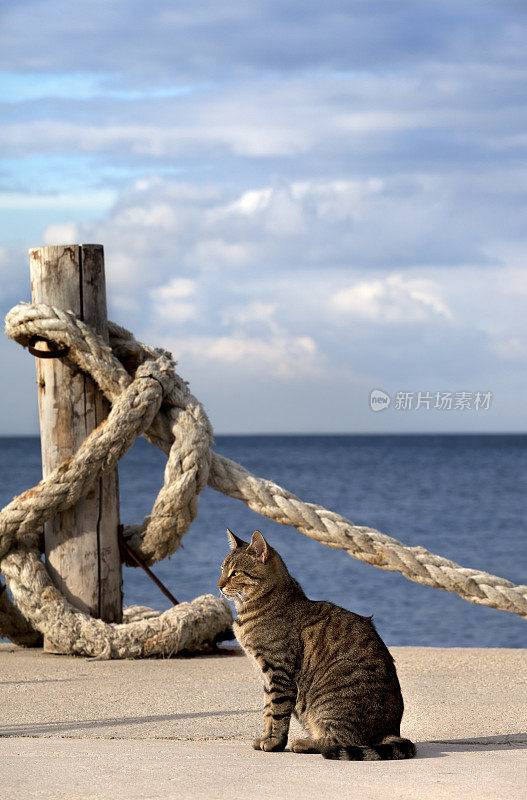 阳光灿烂的夏日，港口猫和绳子在海滨